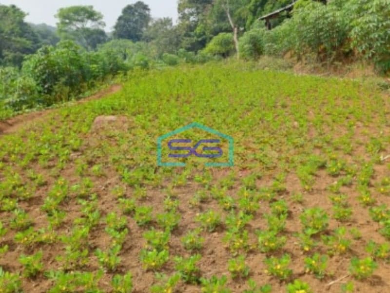 Dijual Tanah di Daerah Cibodas Rumpin Bogor Barat Luas Tanah 40000m2