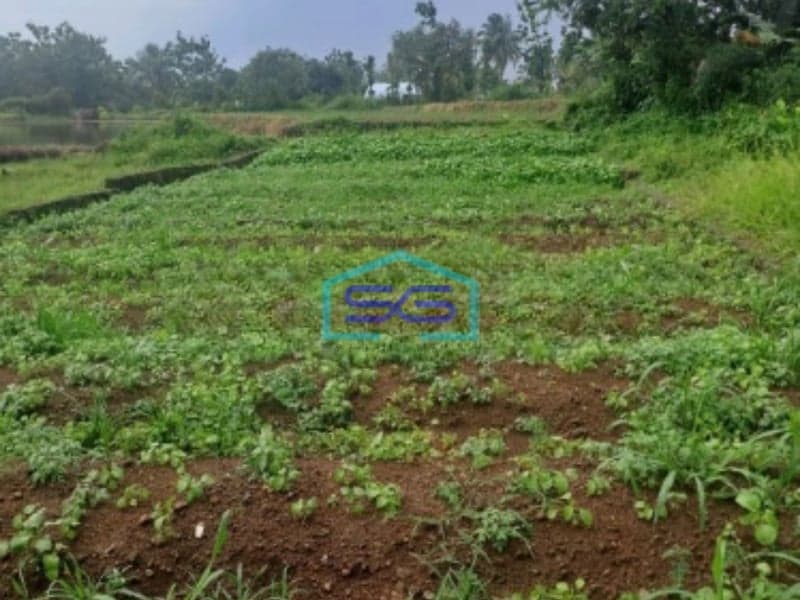 Dijual Tanah Di Ciampea Bogor Luas Tanah 1040m2 SHM