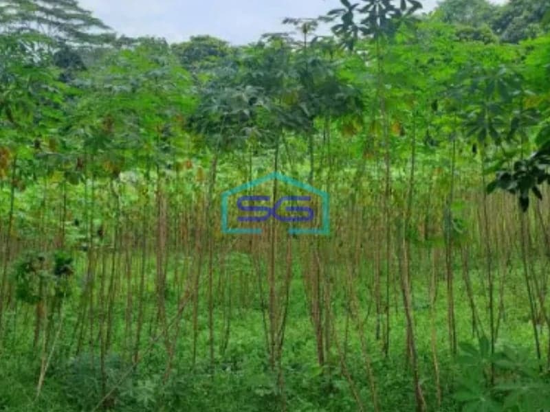 Dijual Tanah Lokasi di Kertajaya Rumpin Bogor Luas Tanah 8000m2