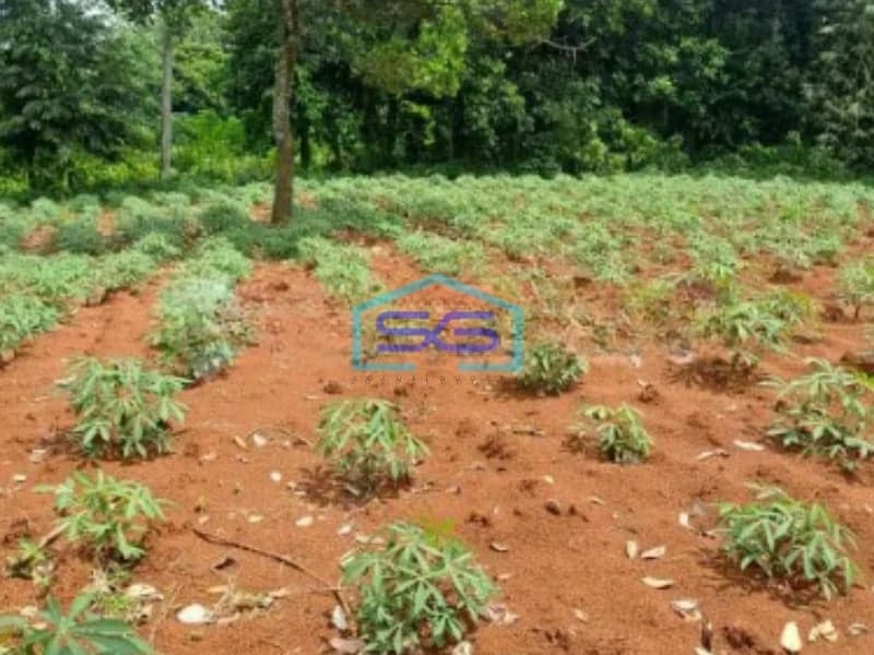 Dijual Tanah Lokasi di Kertajaya Rumpin Bogor Luas Tanah 8000m2