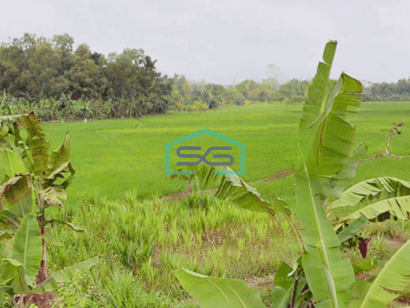 Dijual Tanah Kavling Luas Tanah 25 Ha di Jalan Curug Badak Lebak Banten Tangerang