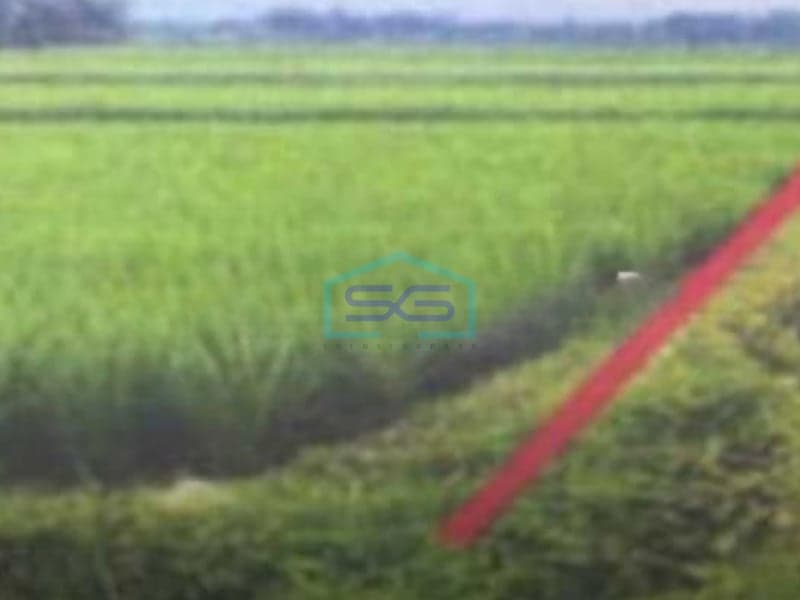 Dijual Tanah Super Murah Kerambitan Tabanan Bali Cocok Investasi Luas Tanah 2100m2