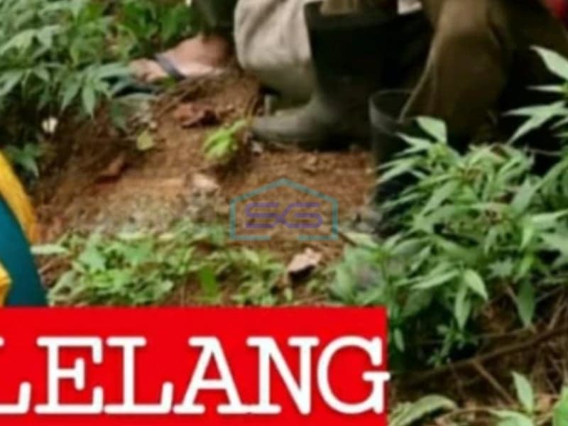 Dijual Tanah Super Luas Harga Murah Cocok Investasi di Lemukih Buleleng Bali Luas Tanah 97200m2