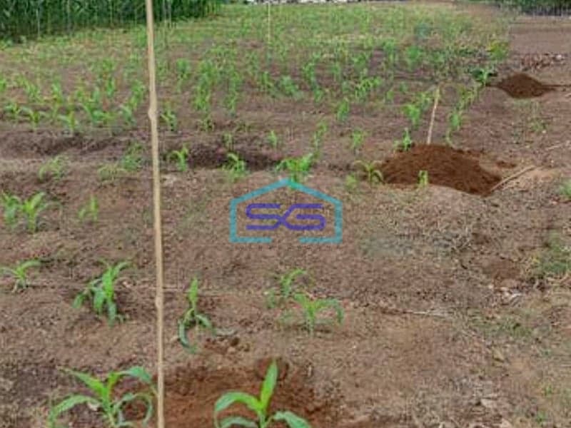 Dijual Tanah Murah Luas di Pinggir jalan Raya Kamojang Garut LT 17.5 Ha