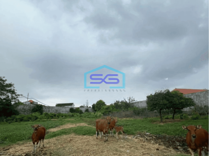 Disewakan Tanah 50 Are Denpasar Selatan Cocok gudang Dan Perumahan Mewah