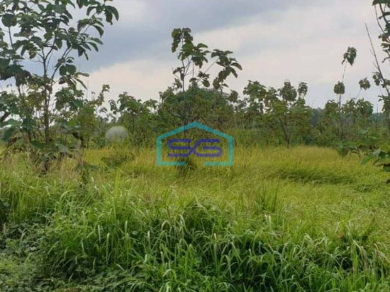 Dijual Tanah di Desa Bantar Panjang Cileles Tigaraksa Tangerang Luas 1,4 Hektar