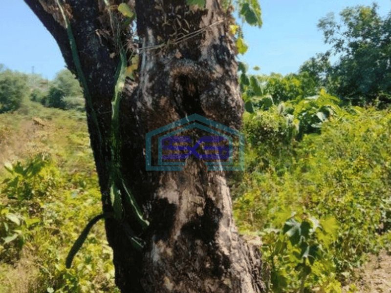 Dijual Tanah 1 hectare di Pattene,