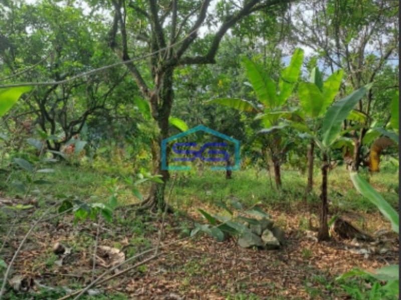 Dijual Tanah di Desa Pabuaran Perbatasan Citeureup Sukamakmur Bogor LT 50000m2