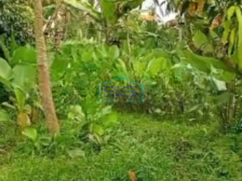 Tanah Murah di Tabanan Bali 3300m2 Dijual