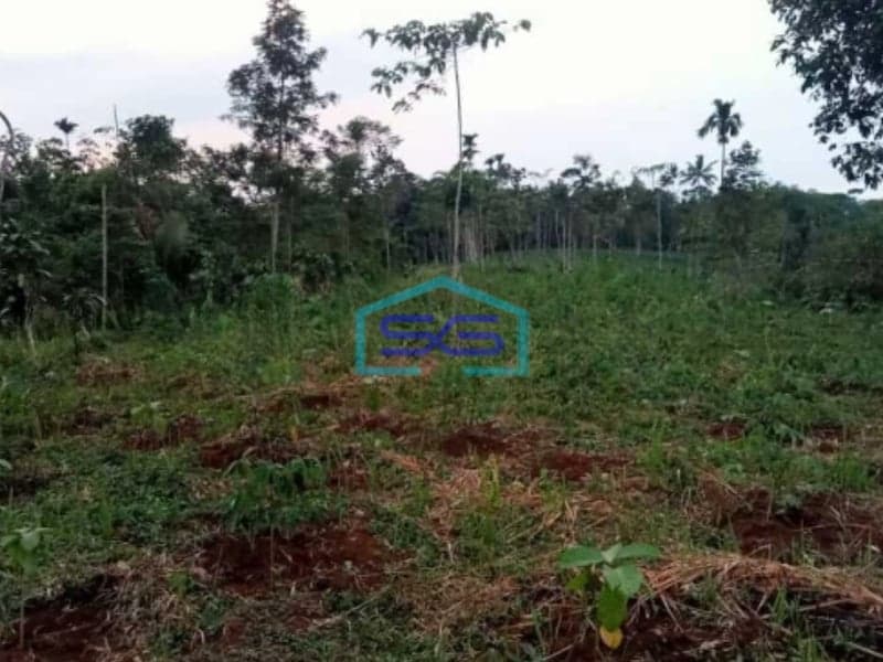 Dijual Tanah Di Sukatani Bogor Luas Tanah 200000m2 SHM