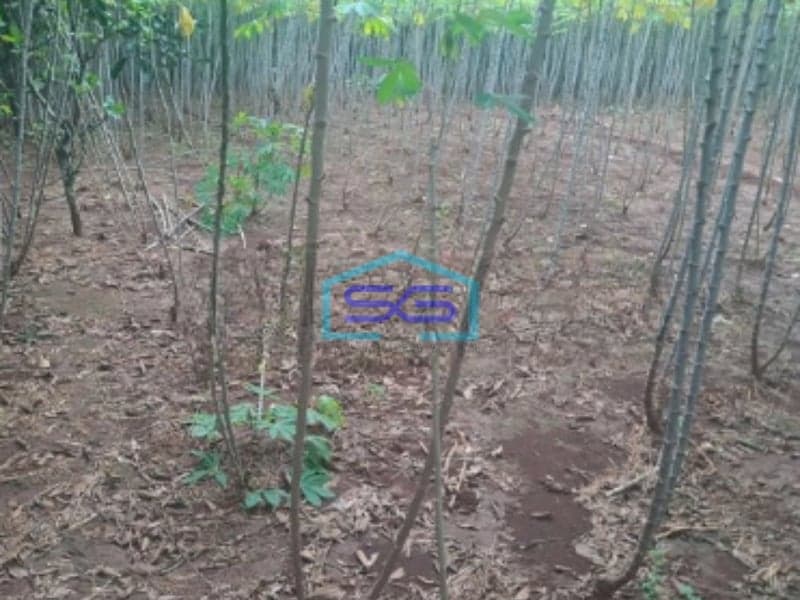 Dijual Tanah di Cibeteng Udik Ciseeng Bogor Luas Tanah 2000m2