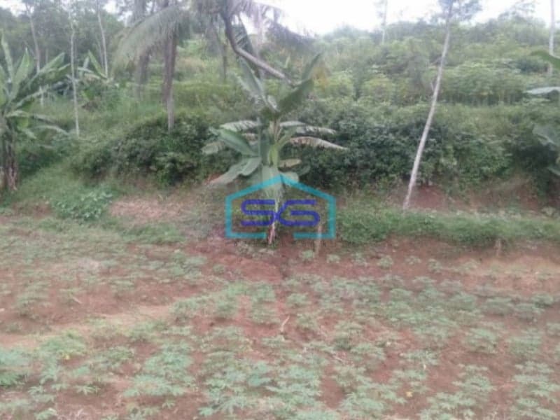 Dijual Tanah Desa di Cicadas Ciampea Bogor Luas 350000m2