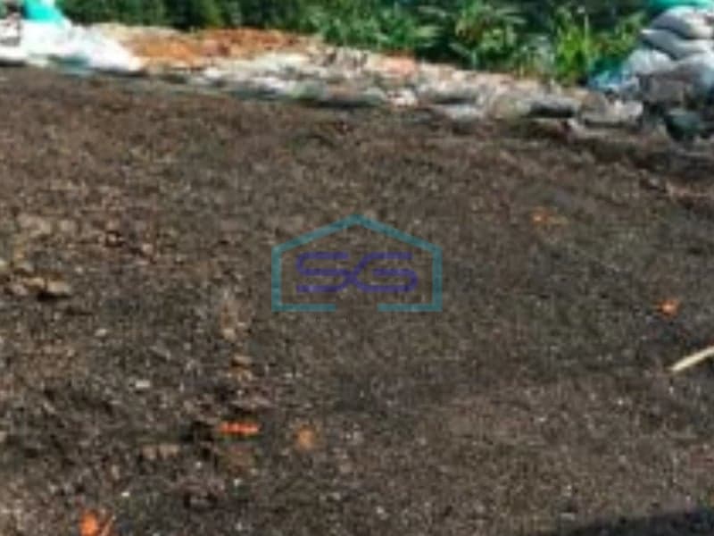 南丹格朗Jelupang地区招租，无洪水地块