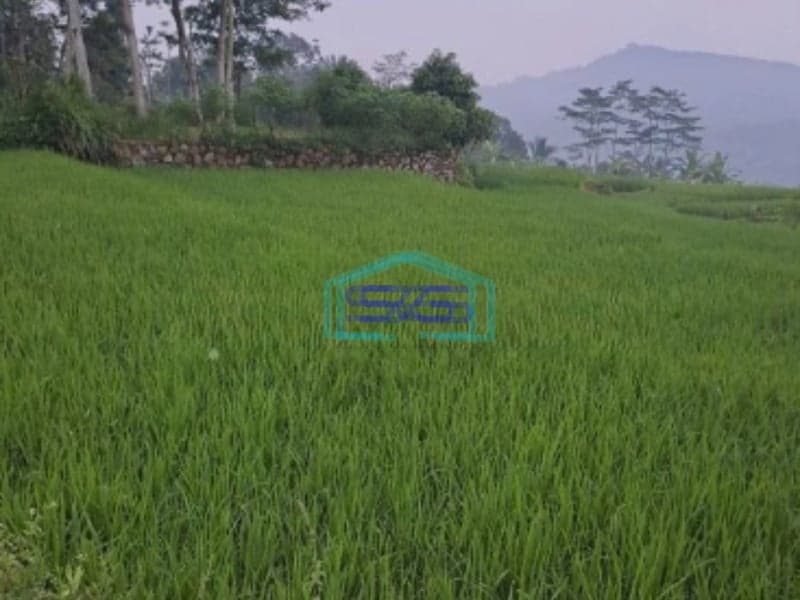 Dijual Tanah Sukamakmur Bogor Nempel Jalan Provinsi LT 2000m2