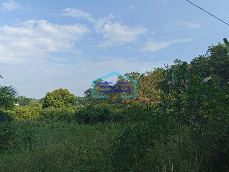 Dijual Tanah 1,2 Ha di Pangkalan Benteng Sukomoro Talang Kelapa Banyuasin Sumatera Selatan