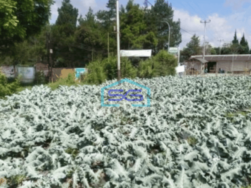 Dijual Tanah Di Lembang dekat The Lodge Dan Fairy Garden Maribaya Luas Tanah 8750 m²