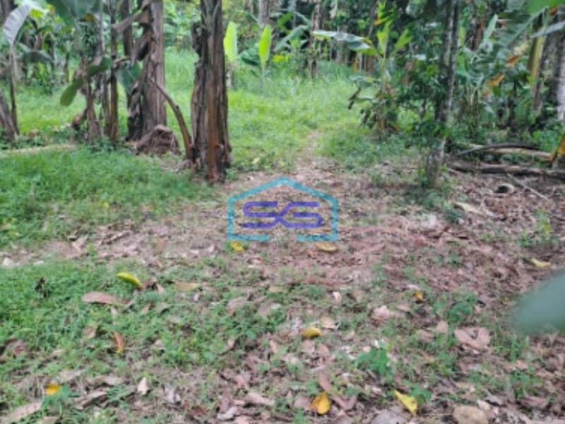 Dijual Tanah Lokasi di Cidokom Rumpin Bogor Luas 1115m2