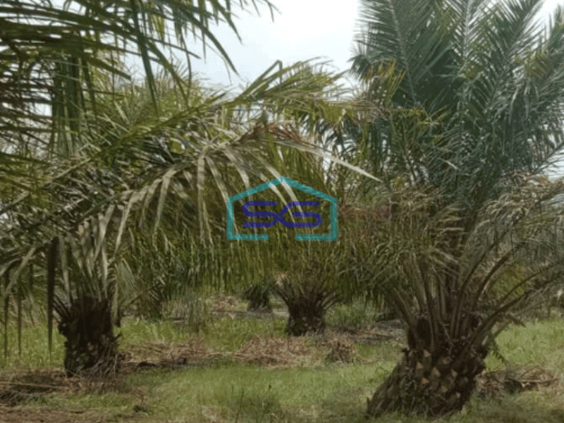 Dijual Tanah Kebun Sawit 550Ha Di Rokan Hilir Riau