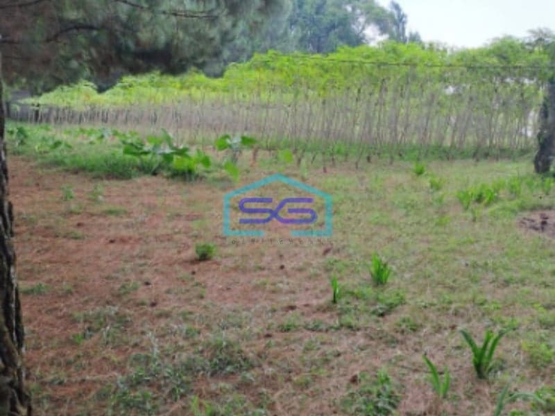 Dijual Tanah Kebon Pinus Desa Gunung Gelis Sukaraja Bogor LT 9000m2