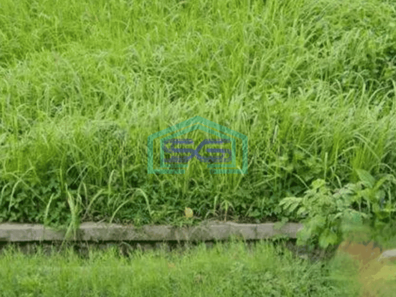 Di sewakan tanah luas di Kediri