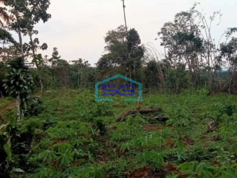 Dijual Tanah Di Sukatani Bogor Luas Tanah 200000m2 SHM