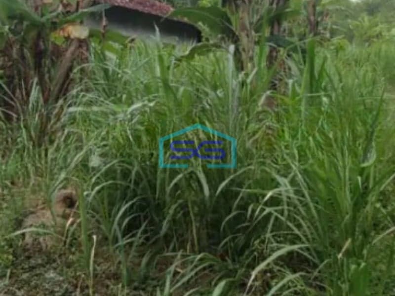 Dijual Tanah Pekarangan Di Giripeni, Wates, Kulon Progo Luas Tanah 7431 m²
