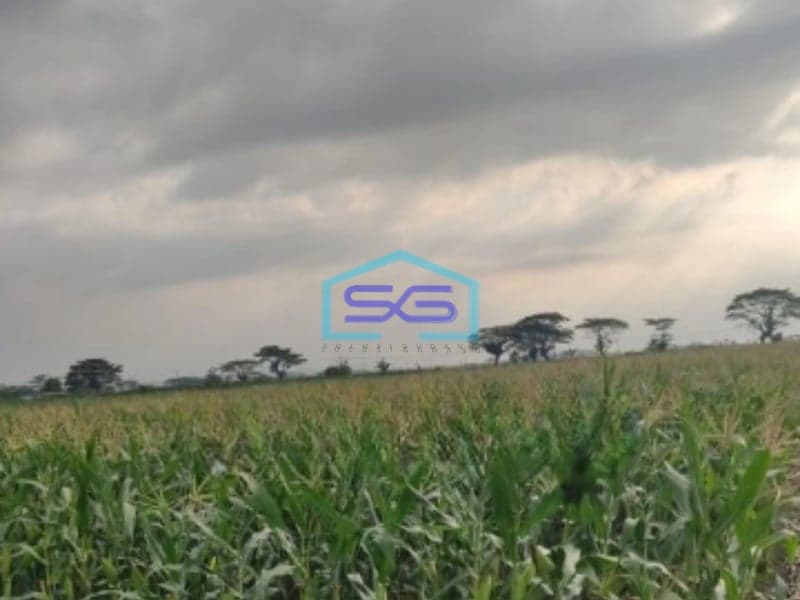 Dijual Tanah SHM Luas Tanah 48000m² Lokasi di Ciledug Cirebon Timur