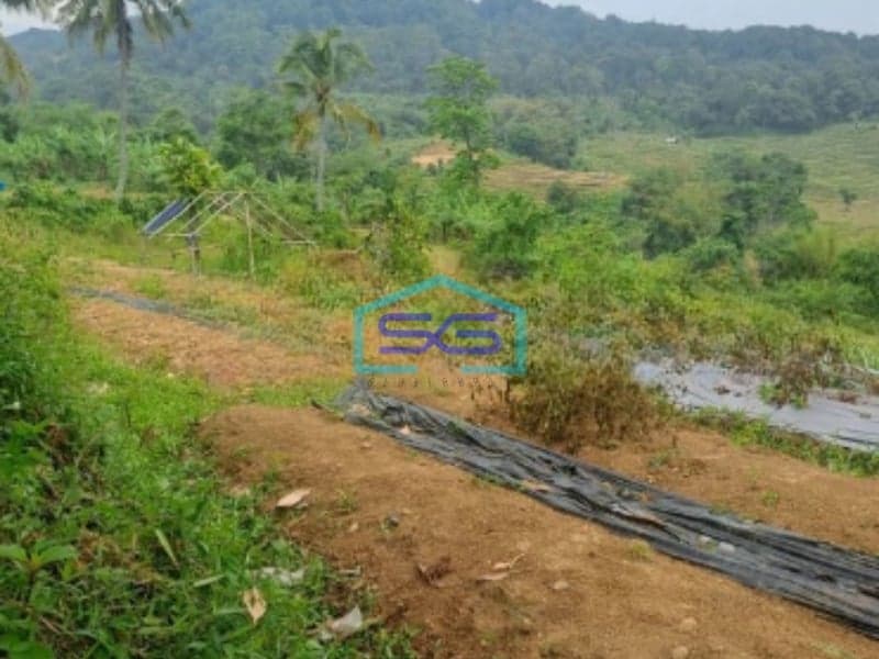 Dijual Tanah Sukaresmi Sukamakmur Bogor Luas Tanah 540000m2