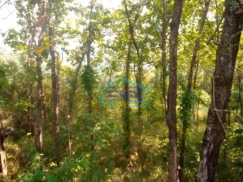 Dijual Tanah di Desa Cibadak Tanjung Sari Bogor Timur LT 10 Hektar