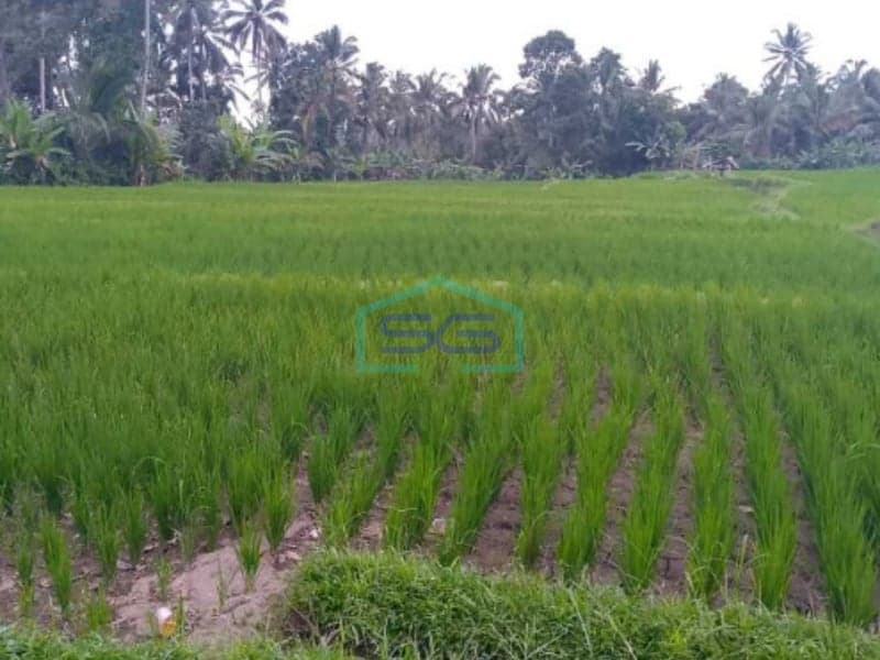 Dijual Tanah Murah View Cantik di Penebel Tabanan Bali Luas Tanah 4000m2