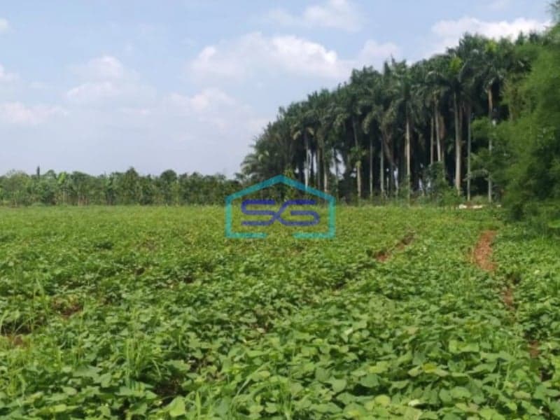 Dijual Tanah Desa di Cicadas Ciampea Bogor Luas 350000m2