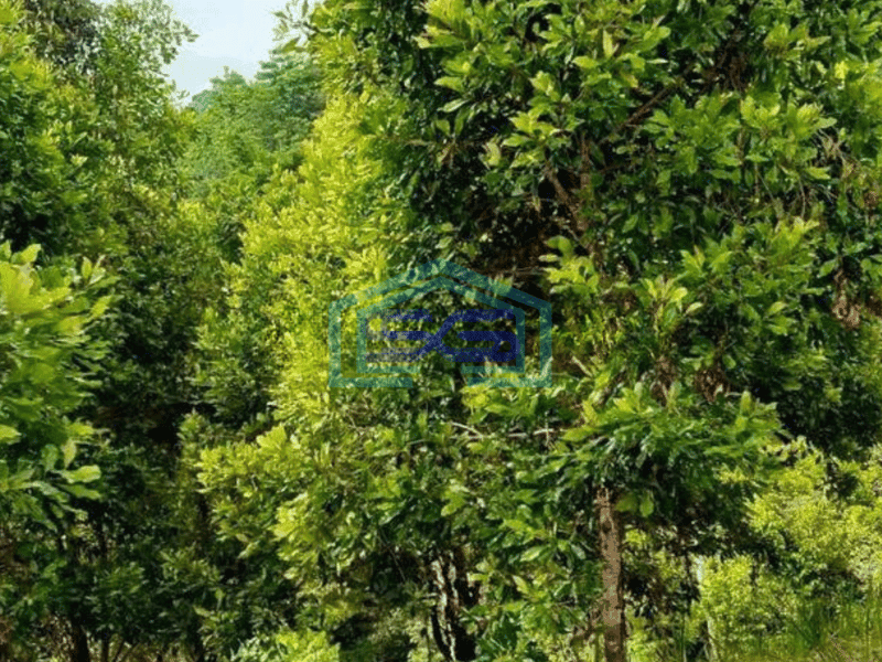 Dijual Tanah 18H di ring road 1 cocok buat pergudangan di Manado