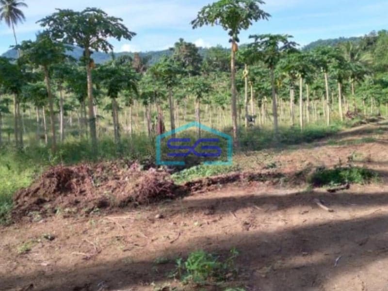 Dijual Tanah 16hektar Di Wusa Dekat Bandara Samrat Minahasa Utara Luas Tanah (PxL)  160000 m²