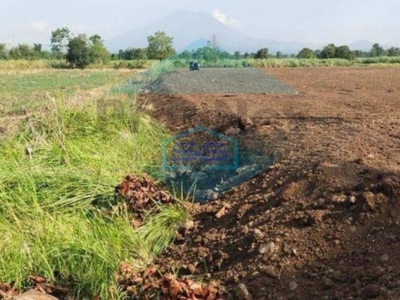 Dijual Cepat Tanah Jalan Raya Gending Probolinggo LT 24000m2