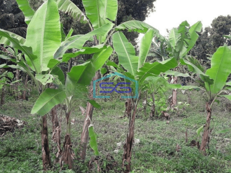 Dijual Tanah Kebun Murah di Desa Ciseutik Dekat Tugu Cagak Subang LT 3110m2