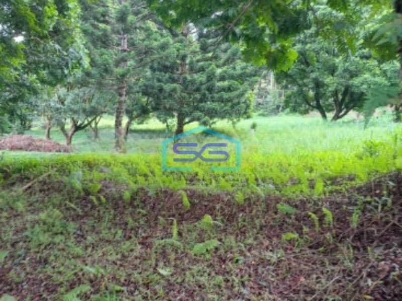 Dijual Tanah Jalan Kawasan Cisarua Bogor Luas Tanah 10000m2