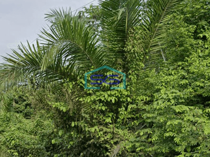 Dijual Tanah Strategis di Pinggir Jalan Raya Lingkis Rambutan Sumatera Selatan LT 4000m2