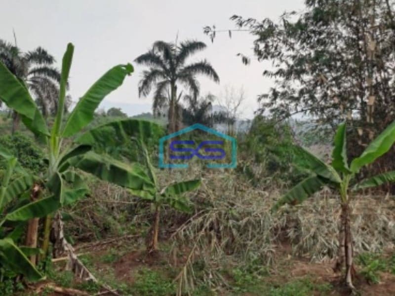 Dijual Tanah di Daerah Ciseeng Bogor Luas Tanah 5000m2