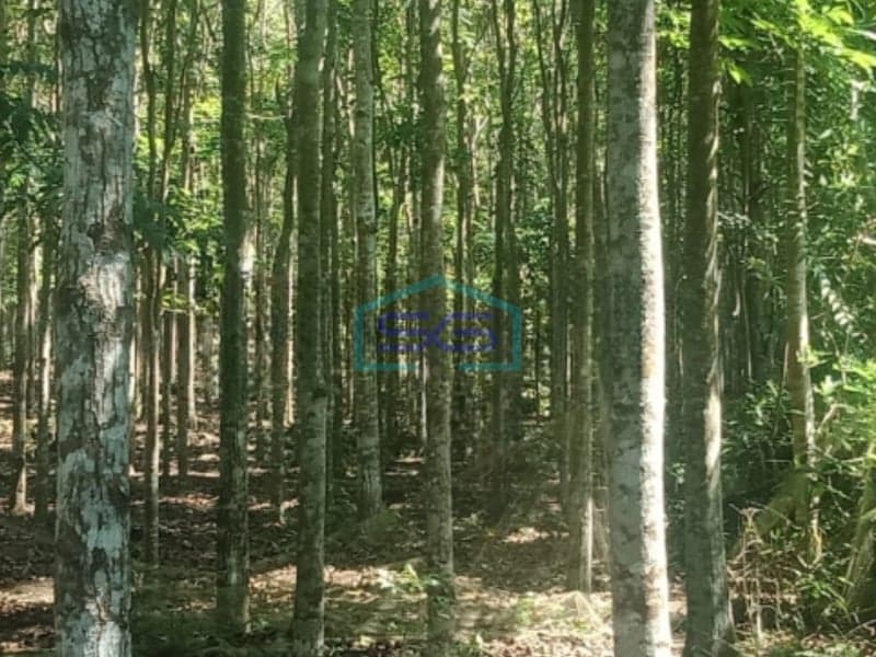 Dijual Tanah di Abang Karangasem Bali Luas Tanah 18960m2