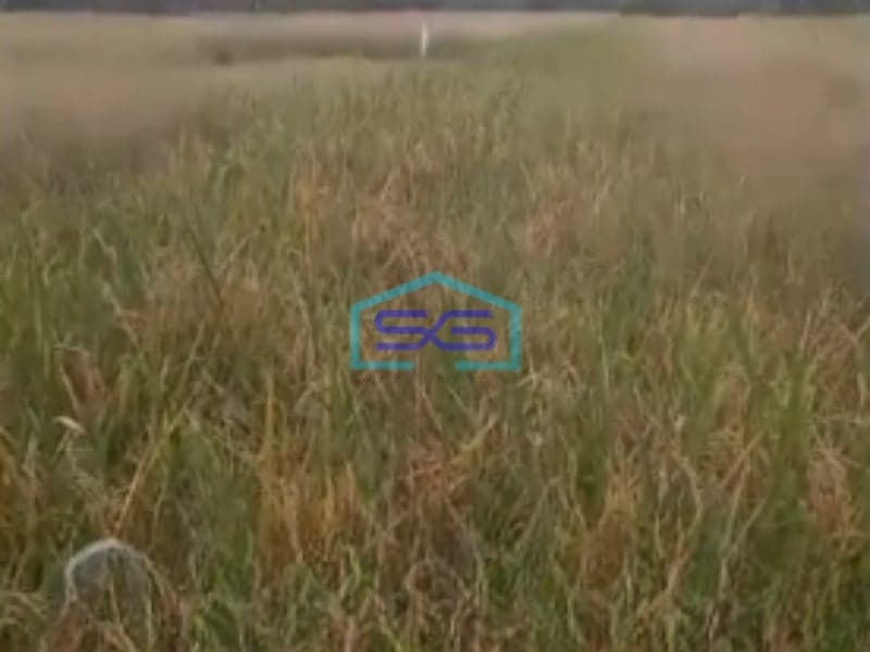 Dijual Tanah Luas Tanah 3000m2 SHM Winongan Pasuruan Jawa Timur