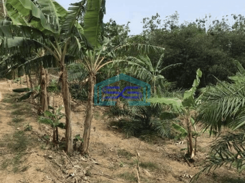 Dijual Tanah Harga Murah di Sobang Pandeglang Banten