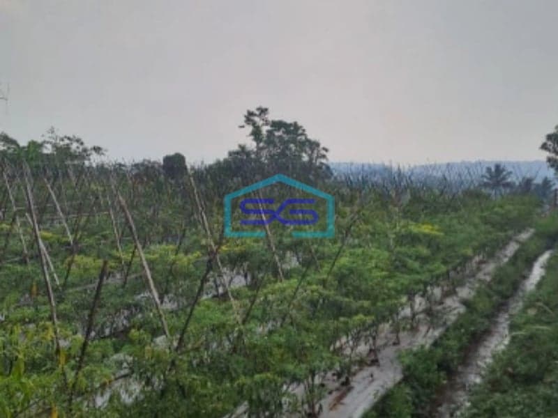 Dijual Tanah Bagus di Desa Cileungsi Ciawi Bogor Luas Tanah 5000m2