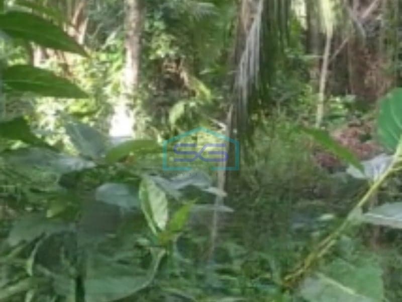 Disewakan Tanah di Ubud Gianyar Bali Luas Tanah 7400m2