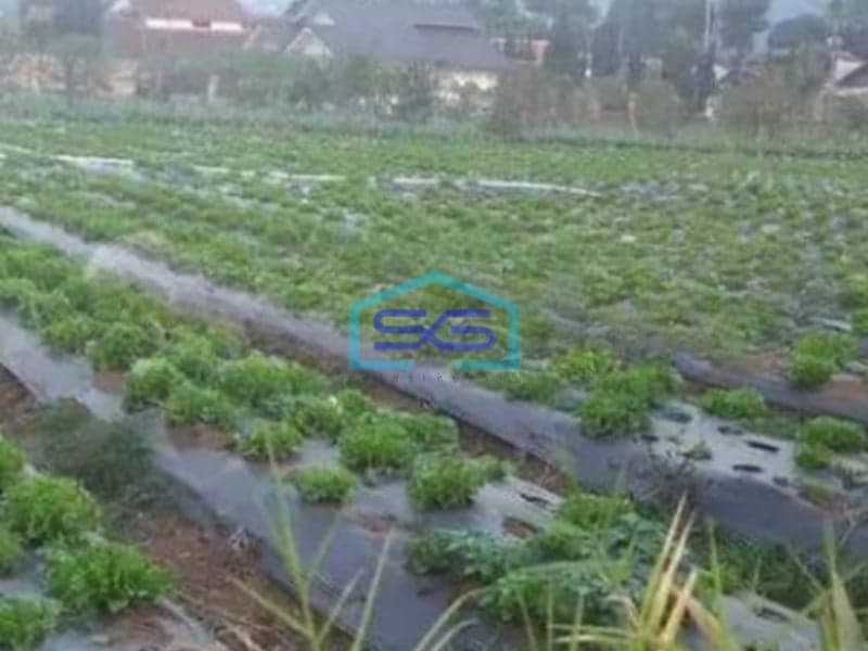 Dijual Tanah di Mainroad Maribaya Lembang Bandung LT 8400m2