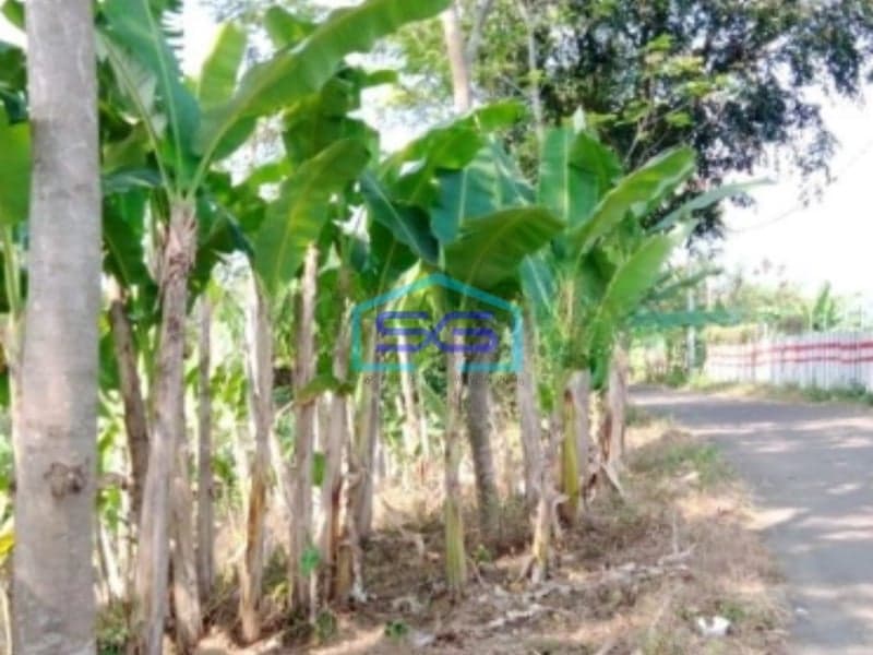 Dijual Tanah di Desa Cibadak Tanjung Sari Bogor Timur LT 10 Hektar