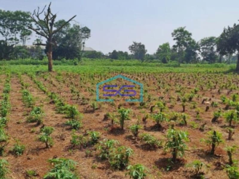 Dijual Tanah Di Jalan Raya Ciseeng Bogor Luas Tanah 50000m2