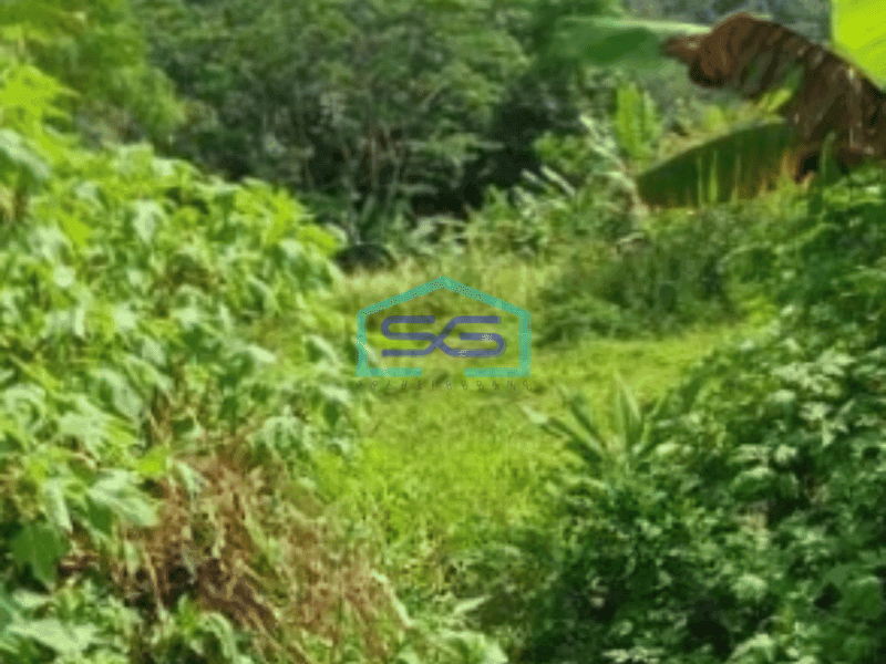 Dijual Tanah Di Cijengkol Cianjur Luas Tanah 19300m2