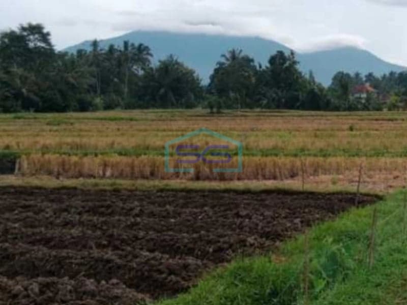 Dijual Tanah di Penebel Tabanan Bali Harga Murah Luas Tanah 3900m2