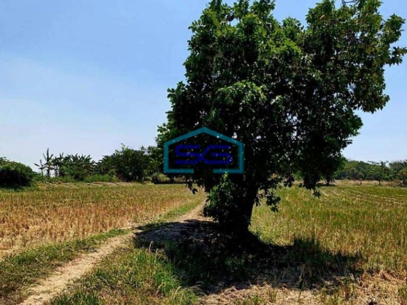 Dijual Tanah Murah Bebas Banjir Cocok Untuk Gudang Di Jln Raya Benjeng Gresik LT 5150m2