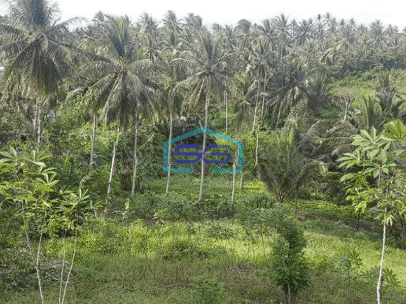 Dijual Tanah Luas 41~75 Hektar Di Likupang Minahasa Utara